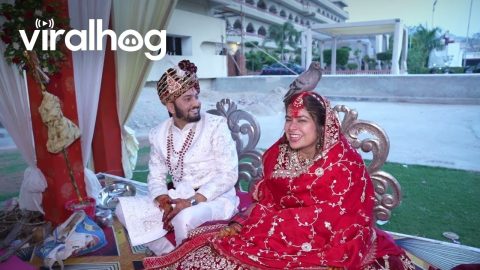 Pigeon Sits on Bride Head During Her Wedding || ViralHog