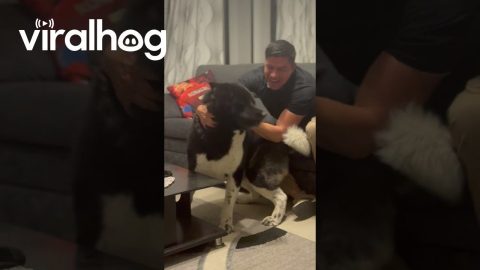 Man and Dog Reunited || ViralHog