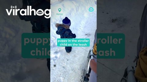 Puppy in a Stroller and Child on a Leash || ViralHog Shorts