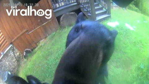 Beer Investigates Bird Feeder Camera || ViralHog