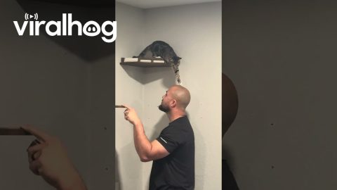 Kitten Chooses Her Own Way Down || ViralHog