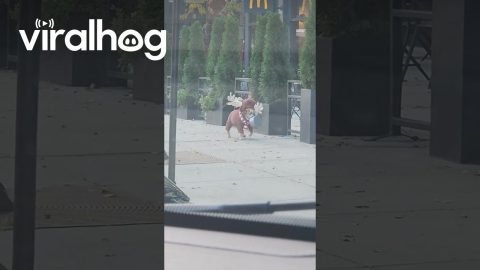 Bulldog in a Reindeer Costume Walks Through Downtown Chicago || ViralHog
