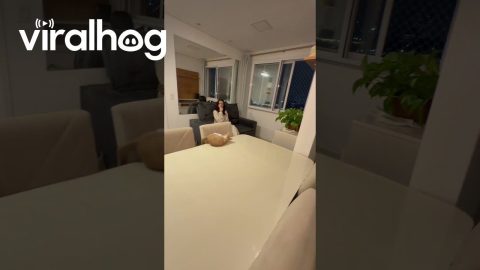 Nothing In The Fridge But A Cat On The Counter || ViralHog