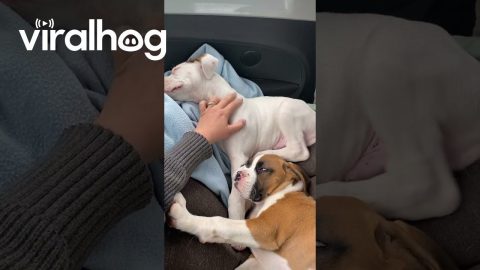 Puppies Form a Scratching Chain || ViralHog