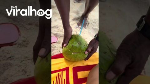 Coconut Seller Tells Client To Hit The Gym || ViralHog