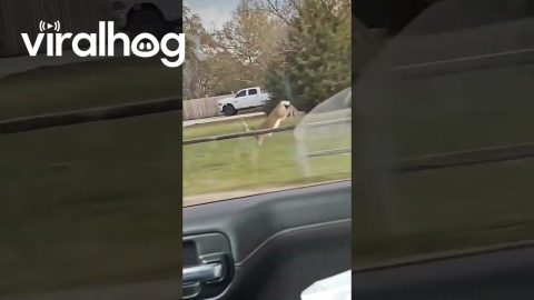 Running Deer Keeps Pace With Car || ViralHog