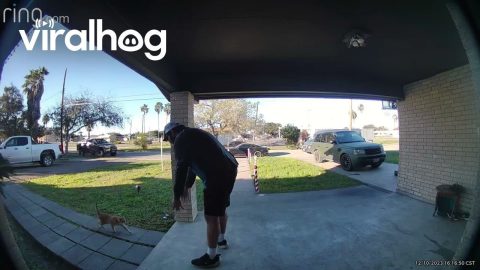 Amazon Delivery Man Is Best Friends With My Cat || ViralHog