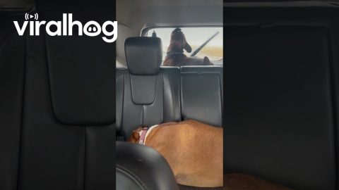 Boxer Dog Versus Rear Windshield Wiper || ViralHog