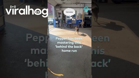 Pepper Hits a Home Run || ViralHog Shorts