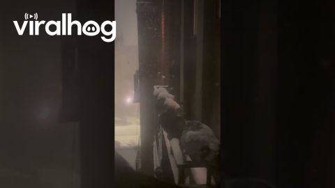 Feeling Bad for Chilly Pigeons || ViralHog