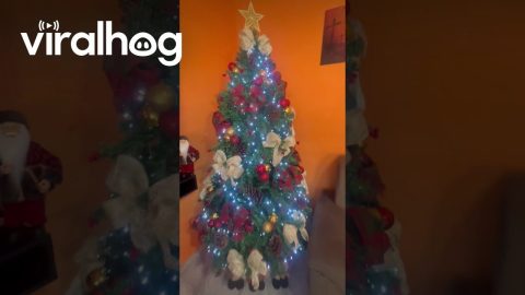 Kitten Hides in Christmas Tree || ViralHog