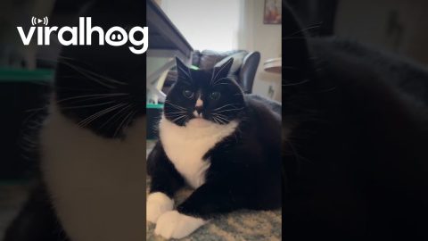 Telling Cat a Corny Joke About Fancy Feasts || ViralHog