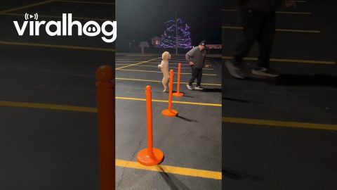 Pappy the Poodle Training for the World Record || ViralHog