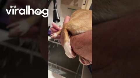 Dog Clings to Arm Getting Her Feet Cleaned || ViralHog