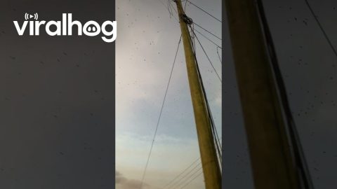 Thousands of Bats Fly Overhead || ViralHog