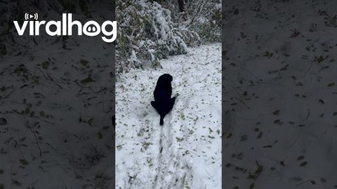 Pup Scoots Butt Down Snowy Hill || ViralHog