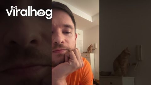Cat Calmly Knocks Down Phone || ViralHog