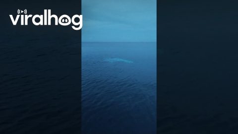Rare Giant Oceanic Manta Ray Spotted by Fisherman || ViralHog