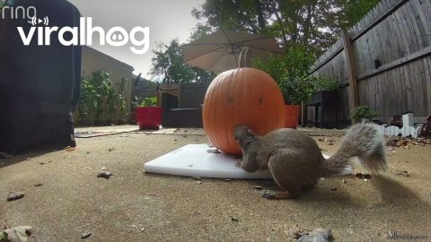 My Furry Backyard Friends Carved My Daughter's Pumpkin Without Our Permission || ViralHog