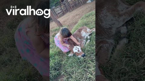 Little Girl Loves Her Calf || ViralHog