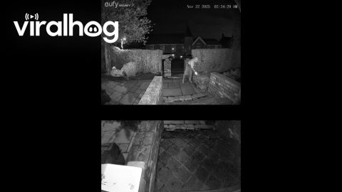 Person Steals Bricks Then Falls Over || ViralHog