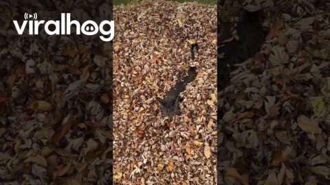 Cat Is Displeased By Massive Leaf Pile || ViralHog