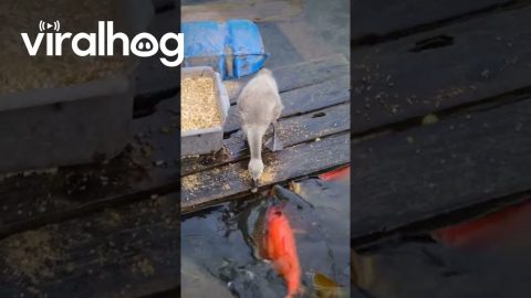 Duck Loves Feeding Fish || ViralHog