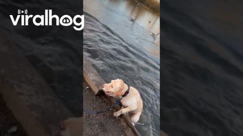 Dog Saves Pup From Incoming Bird || ViralHog