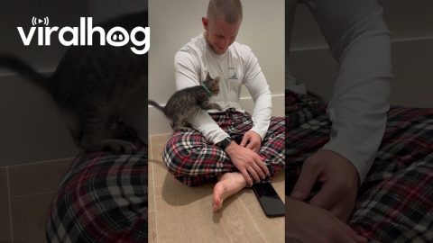 Foster Kittens Literally Running Circles Around Us || ViralHog