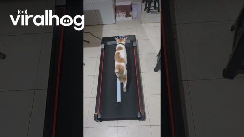 Cat on Walking Pad || ViralHog