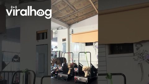 Chocolate Lab Loves The Slat Mill || ViralHog