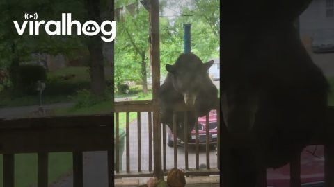 Mama Bear and Cubs Visit Front Porch || ViralHog