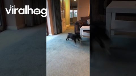 Old Blind Dog Runs Into Owner || ViralHog