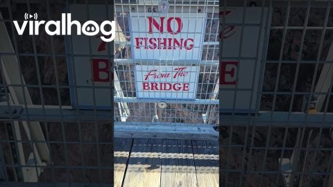 Who Is Fishing From This Bridge? || ViralHog