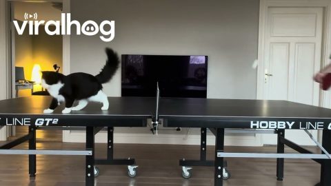 Cat Joins Game of Table Tennis || ViralHog