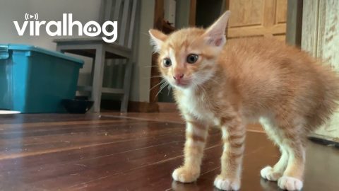 Three Orange Kittens Yowling at Each Other || ViralHog