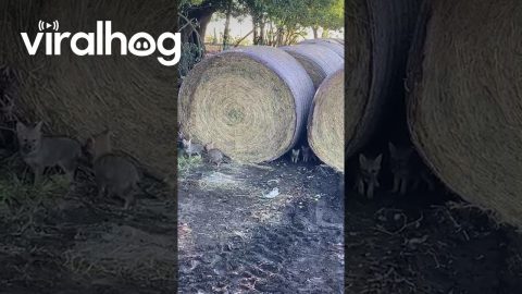 Fox Family Plays In Hay Bales || ViralHog