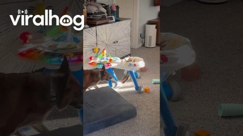 Cat Chilling In A Sunny Chair || ViralHog