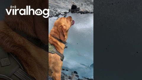 Dog Licks Glacier in Alaska || ViralHog