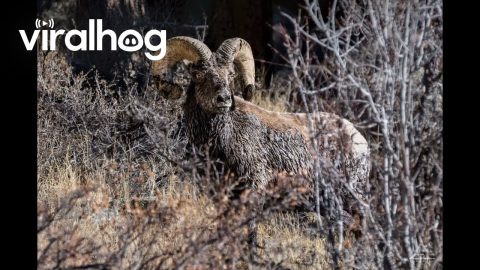 Park Rangers Rescue Ram Stuck in Mud || ViralHog