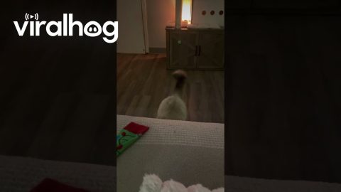 Fearless Floof Encounters a Piece of Paper || ViralHog
