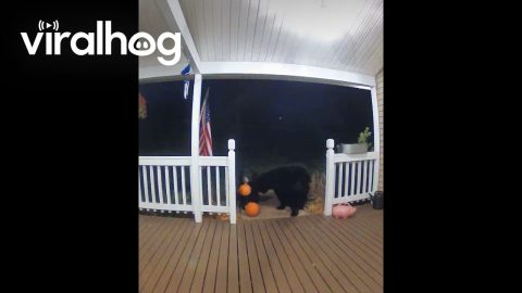 Late Night Trick or Treaters || ViralHog