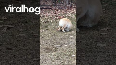 Funny Pup Does Somersaults During Tail Chasing || ViralHog