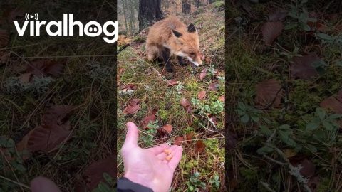 Hand Feeding Peanuts to a Wild Fox || ViralHog