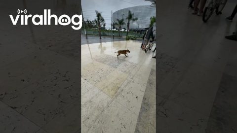 A Dog With No Brakes Slides in the Rain || ViralHog