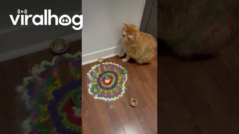Ginger Cat Thought It’s Holi and Not Diwali || ViralHog