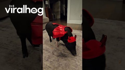 Mini Pig in Costume Spins for Carrots || ViralHog