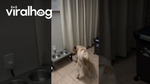 Dog Snaps at Bubbles in the Kitchen || ViralHog