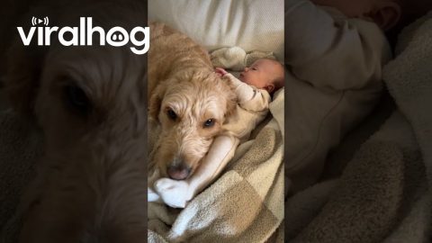 Goldendoodle Babysitter || ViralHog