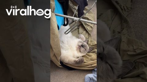 Cat Sleeping in Self-Made Chaos || ViralHog